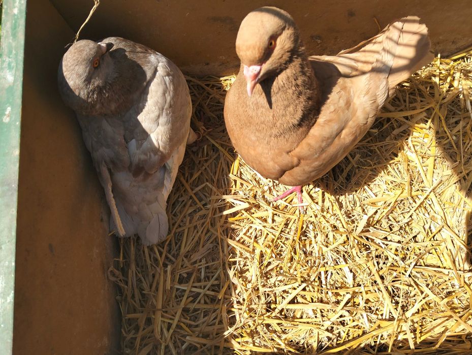 Sprzedam gołębie kingi