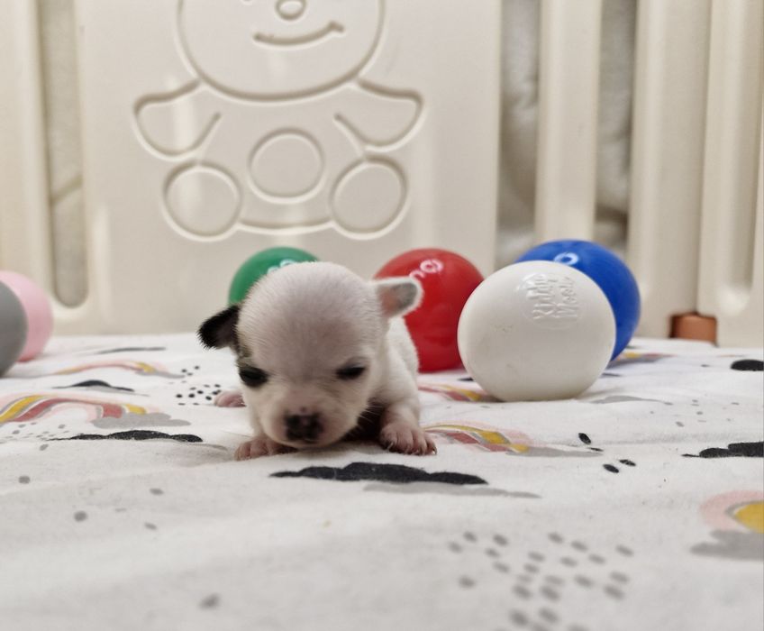 Chihuahua piękna mini suczka