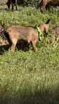 Rebanho de 8 cabras adultas
