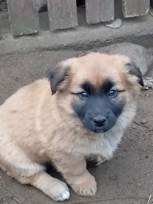 Suczka szuka domu. Mama owczarek belgijski