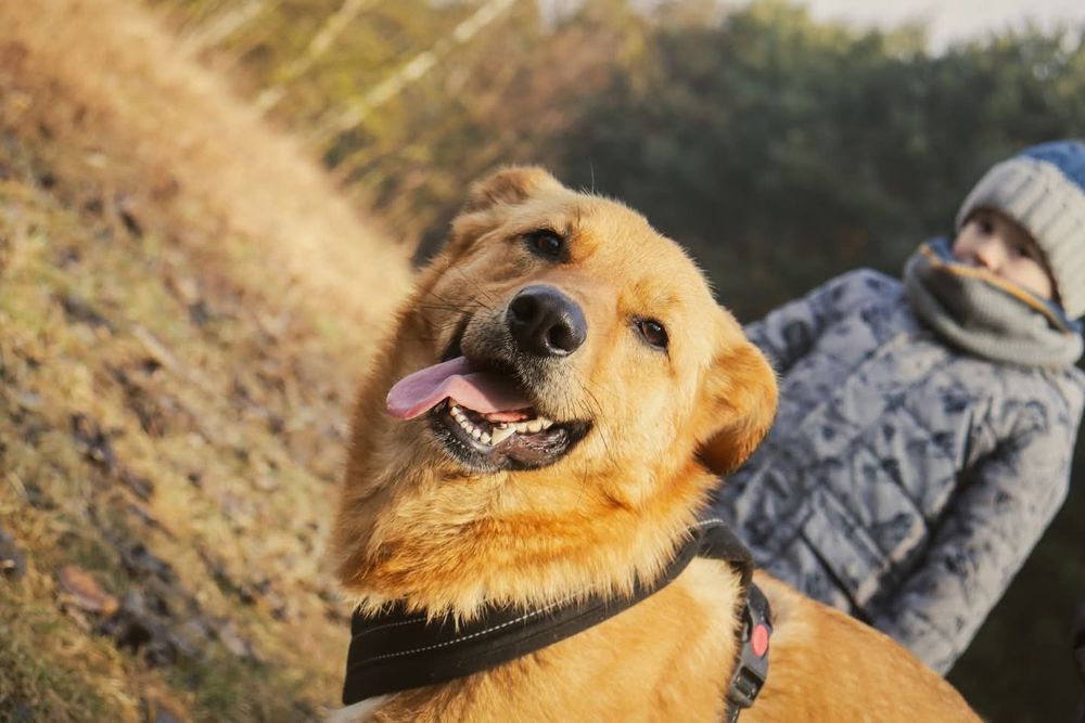 Tokyo energiczna łagodna suczka młoda szuka domu