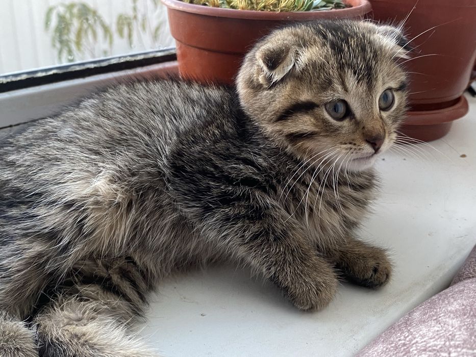 Віддам кошенят в добрі руки