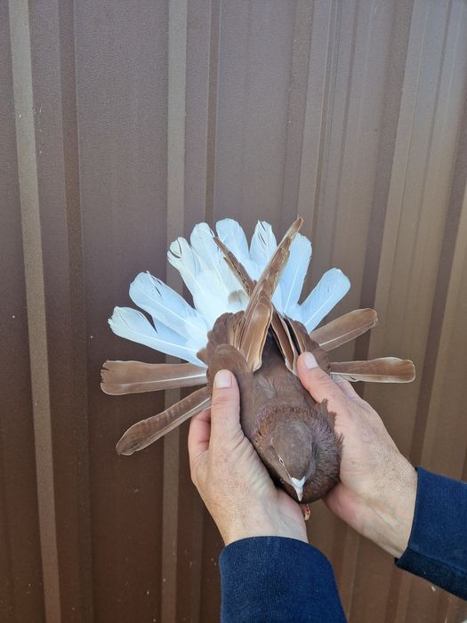 Orliki szariki gołębie