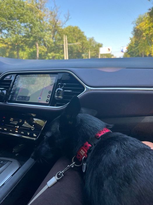 ПРОПАЛА СОБАКА! Допоможіть знайти нашу дівчинку!