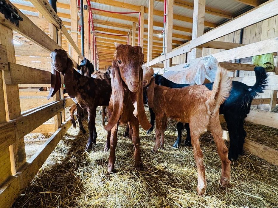 КАМОРІ 50% та 75%