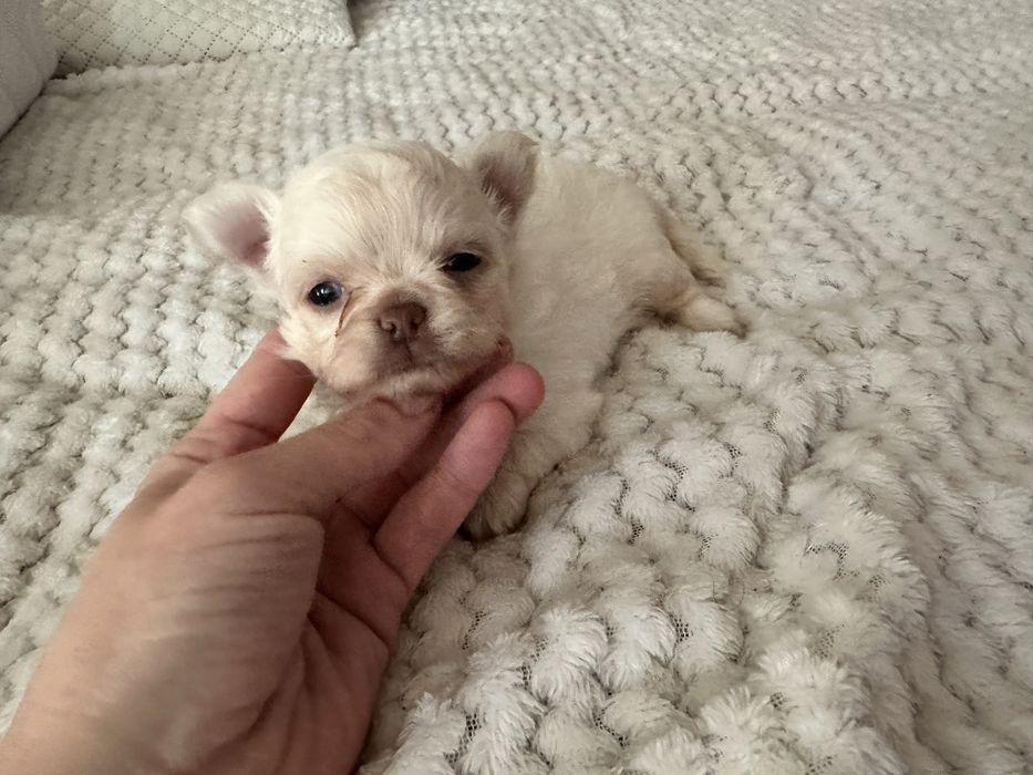 Chihuahua Russo macho miniatura pêlo comprido