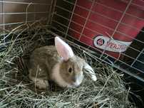 Króliczki miniaturki mini lop