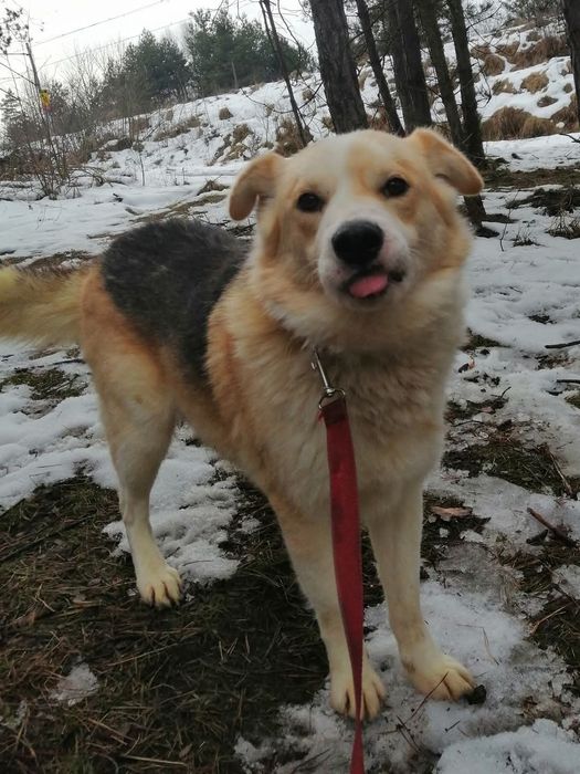 PROMYK cudowny przytulas marzy o wspaniały domku