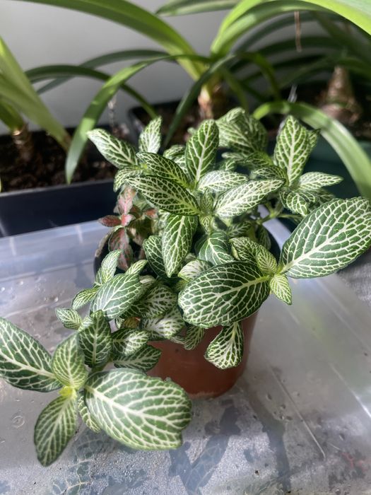 Фітонія фіттонія фитония