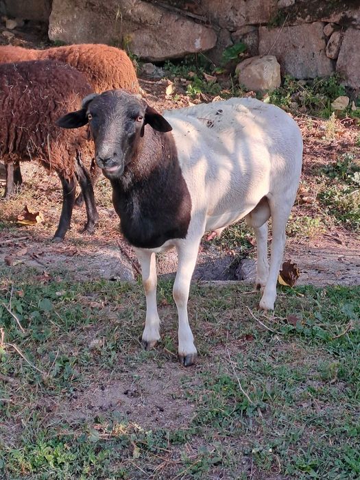 Carneiro raça pura dorper