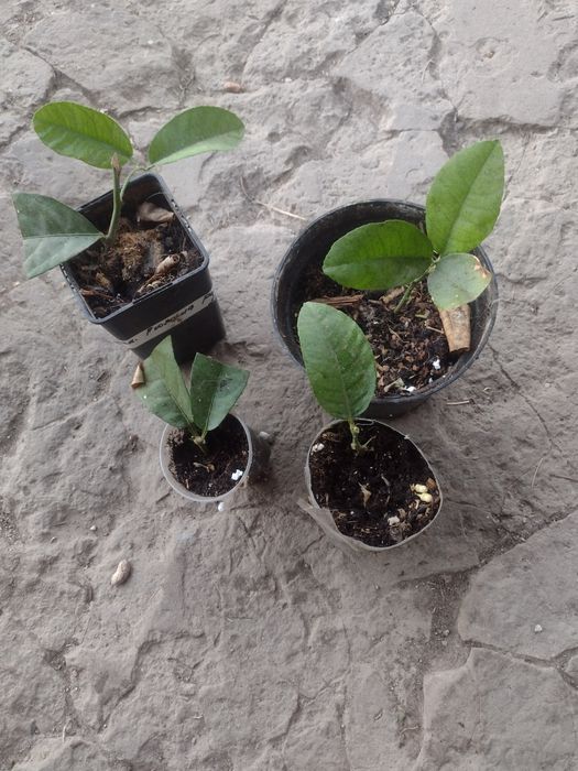 Продам плодоносні лимони