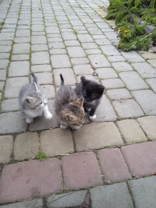 Віддам кошенят в добрі руки.