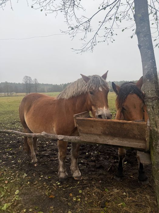 Sprzedam konie zimnokrwisty polski
