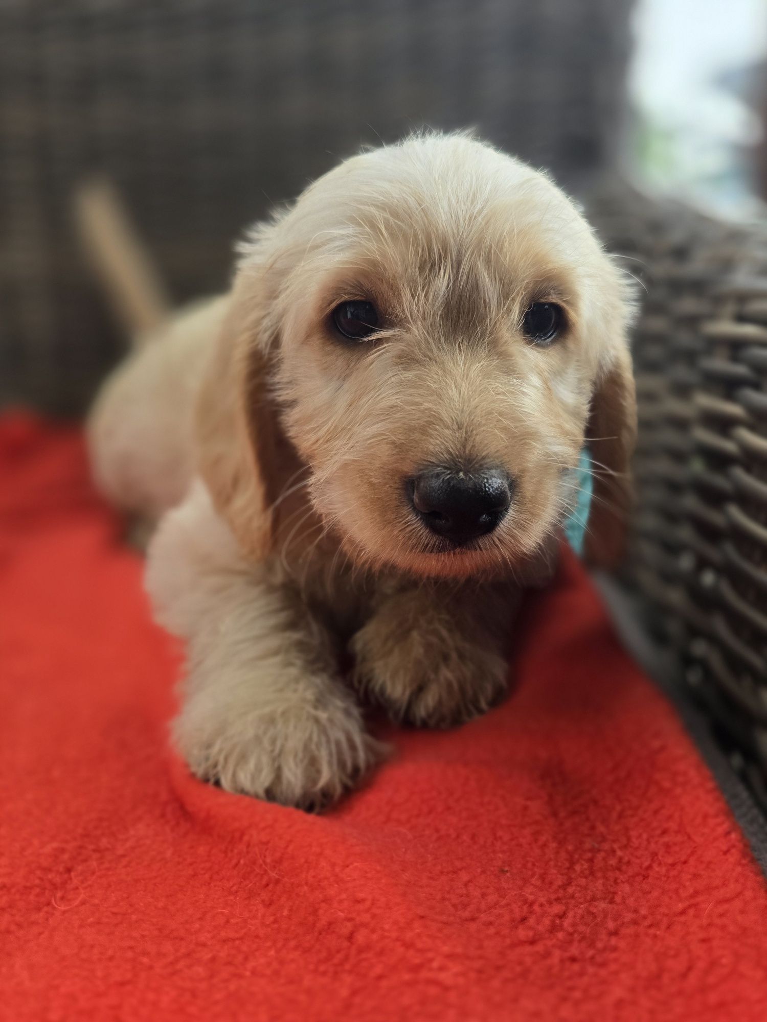 Labradoodle f1 samiec chłopczyk doodle