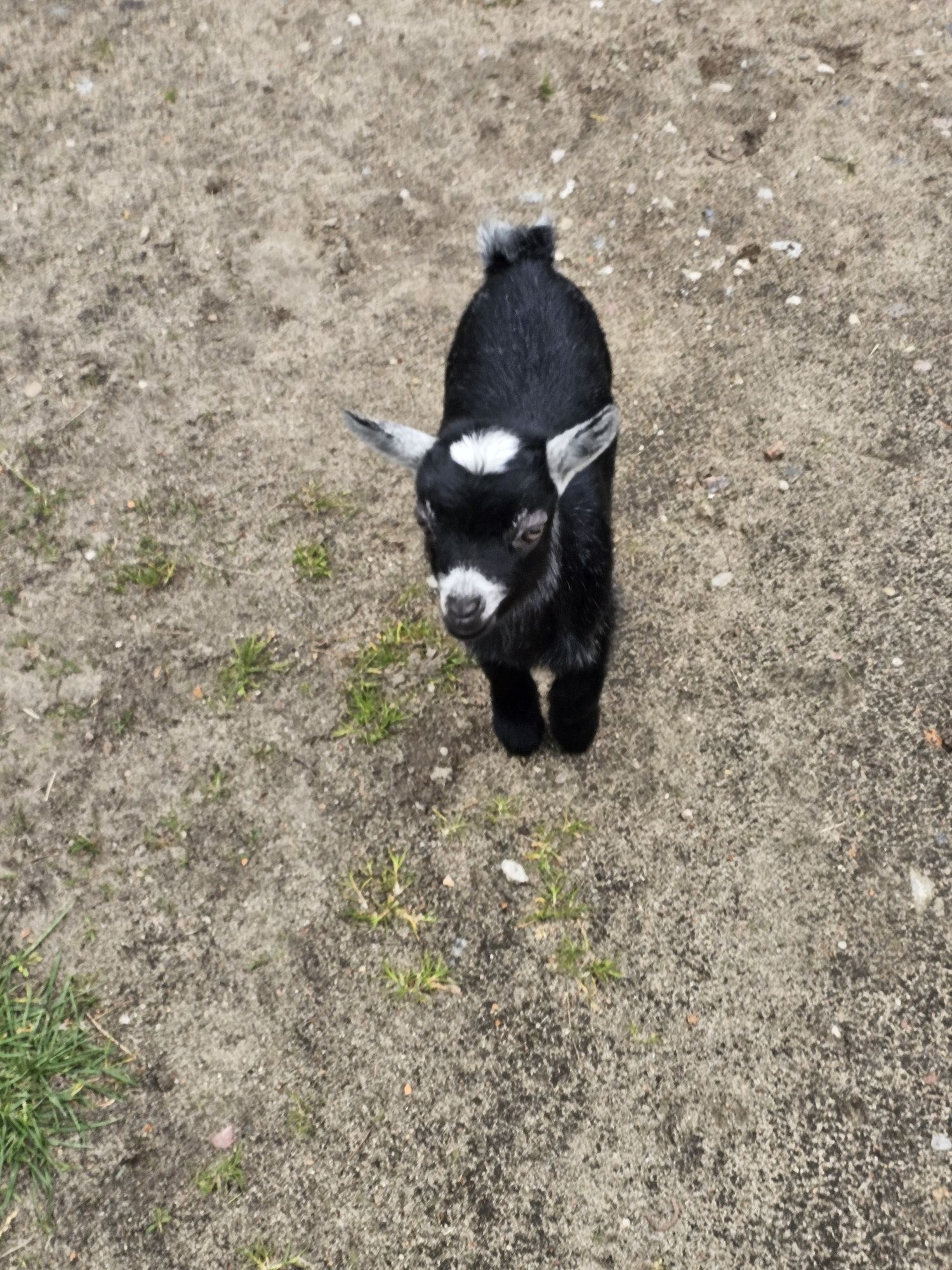 Kózki karłowate najmniejsze kozy miniaturki
