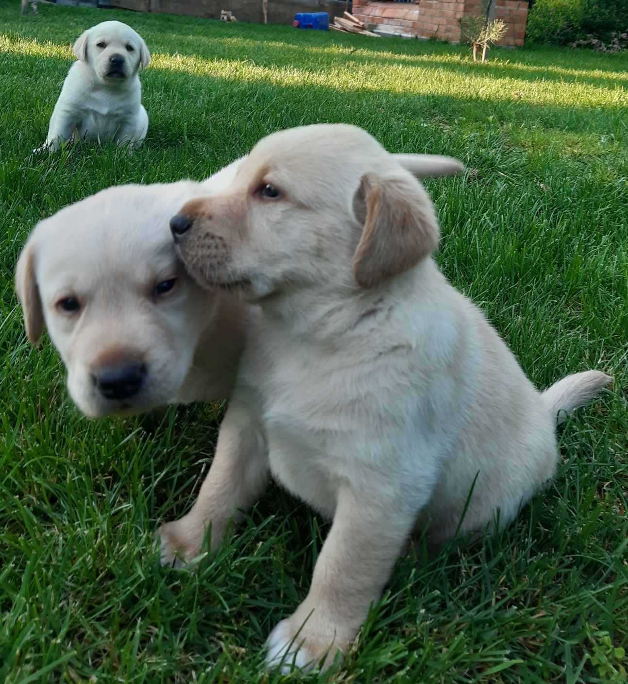Labrador retriever szczeniaki zostały 2