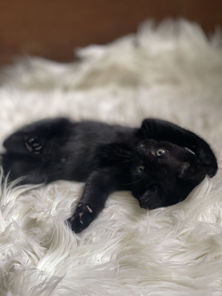 Кошенятко шукає люблячий дім.