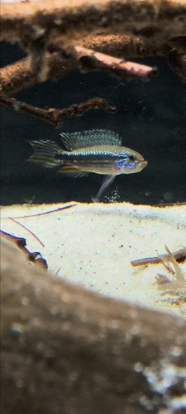 Apistogramma Mendezi F1 i WF samce