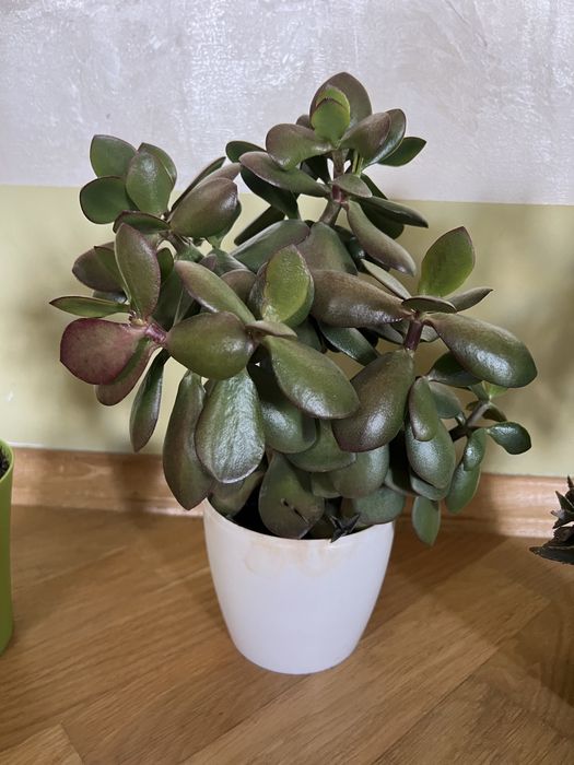 Грошове дерево, кімнатні рослини