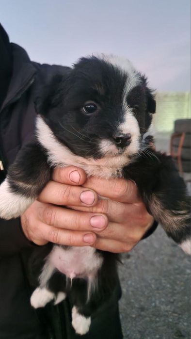 Терміново!!! Шукає дім!