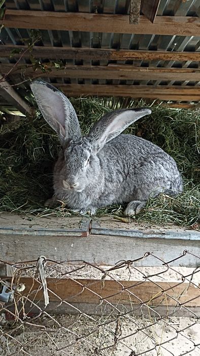 Фландр самчик кролі