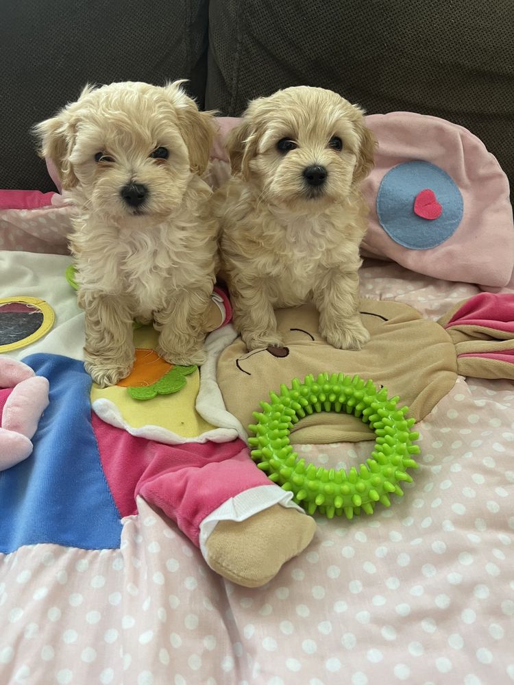 Maltipoo pudel toy&maltanczyk