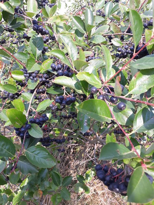 aronia czarno owocowa