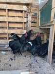 Vendo Galo puro raça Australorp