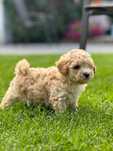 Maltipoo F1 cudne szczenię