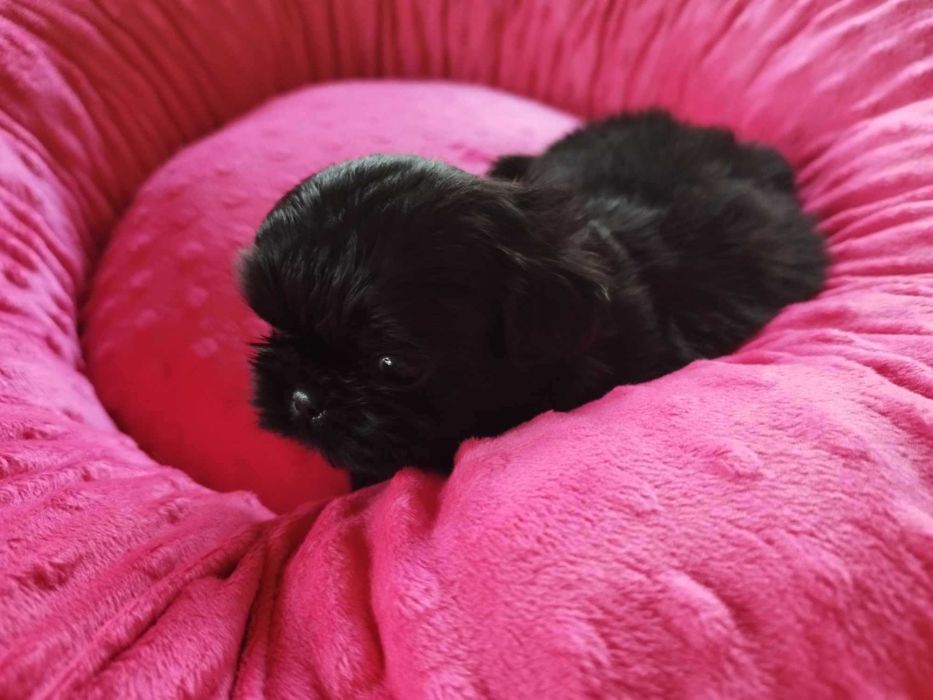 *** Shih Tzu Prześliczne Czarne Maluszki Wielkości Yorka ***