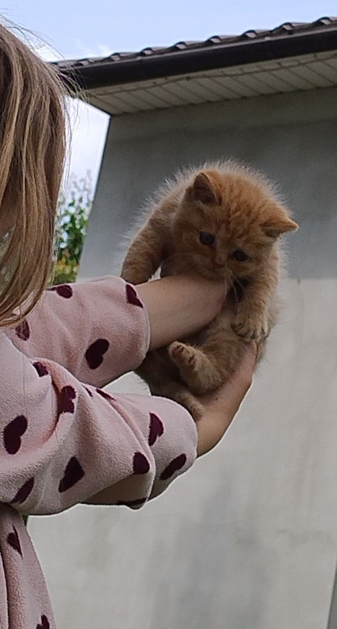 Віддам котиків в добрі руки
