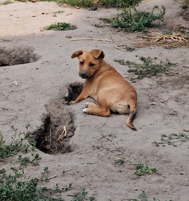 Zuzia mała agentka do adopcji ,pełna radości.