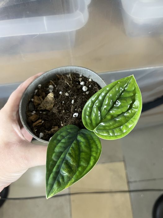 Monstera sp peru variegata