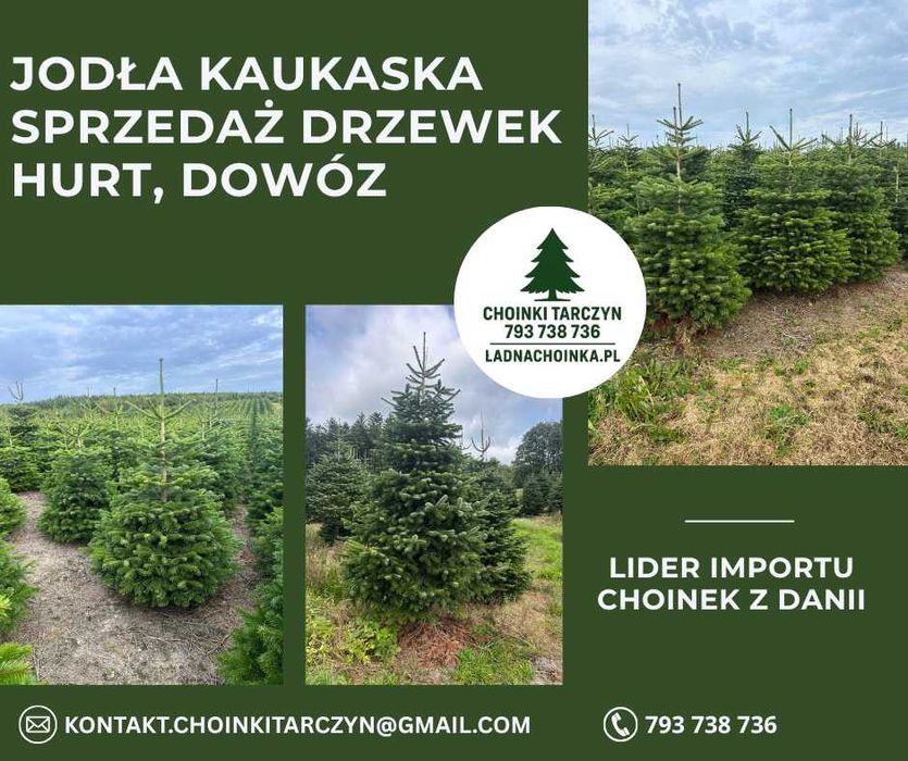Choinki Świąteczne Jodła Kakuzka Kaukaska dostawa cała Polska