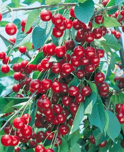 Декоративные растения