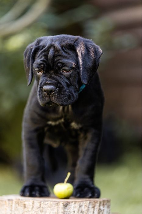 Чарівні дівчинкі Кане Корсо (Cane Corso Italiano)