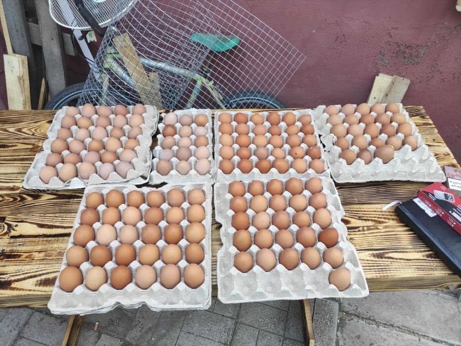 Яйце куряче,  домашнє, свіже.