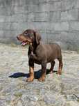 Dobermann / Doberman macho