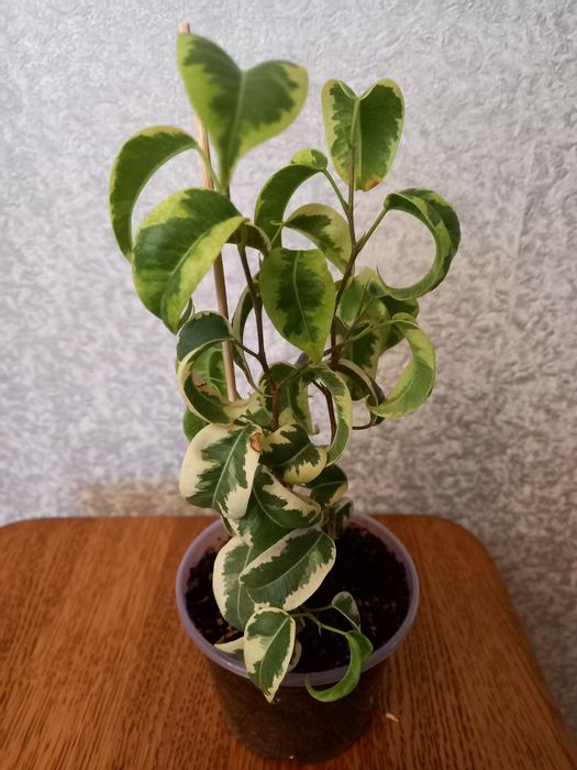 Фикус Ирен, 25см