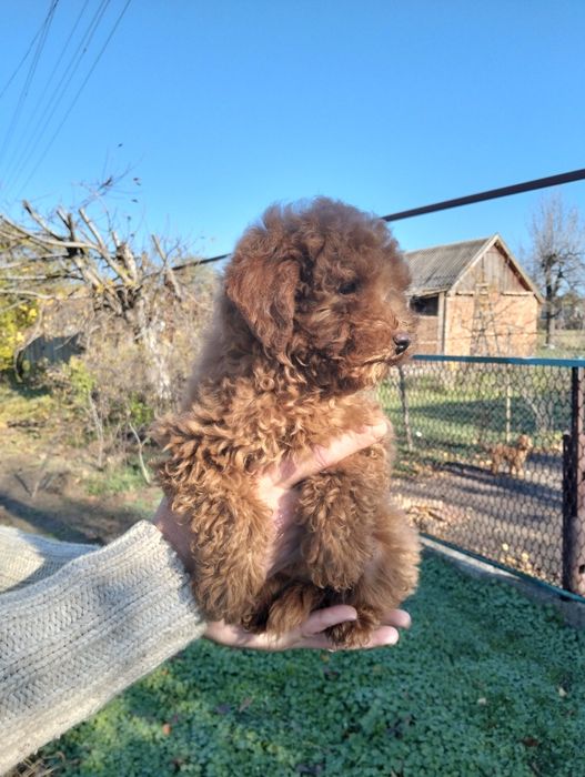 Голдендудль  F1b