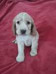 Cocker Spaniel Angielski złoty piesek