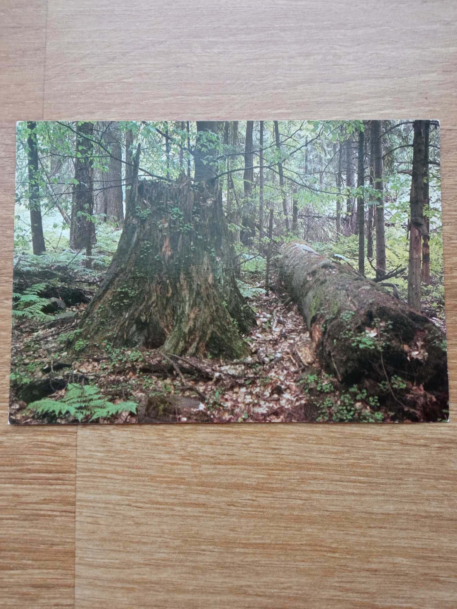 Kartka pocztowa Pocztówka Świętokrzyski Park Narodowy Rezerwat