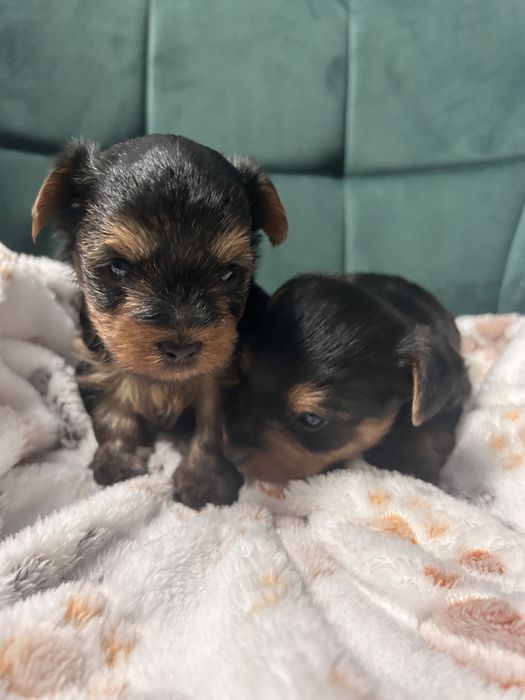 York Yorkshire terrier