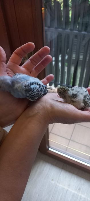 Młode Niebieskie Faliste