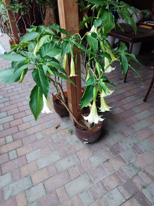 Бругмансія або ангельські дзвони