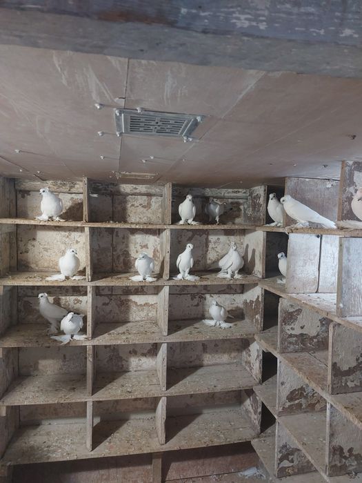 Winery koroniate łapciate 14 szt od 30-50 zł  sztuka