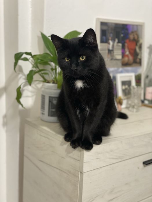 Великий , молодий котик у добрі руки