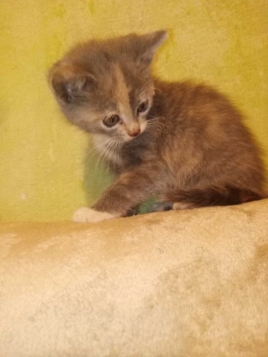 Котенятко в добрі руки