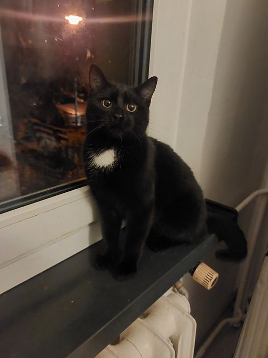 Oddam kotka za darmo!