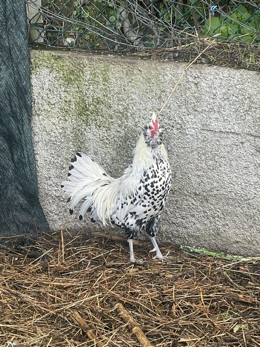 Garnizo appenzeller spitzhauben